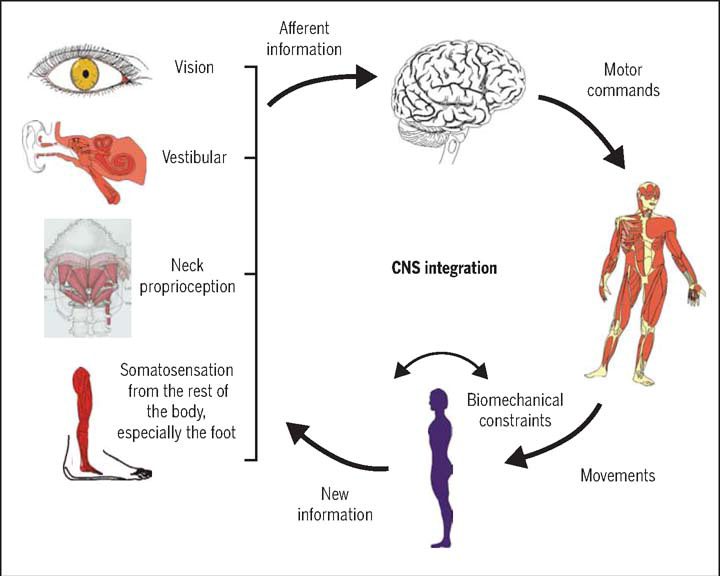 Neurological flowchart mapping visual-vestibular mismatch and cervicogenic vertigo loops from screen usage in transit