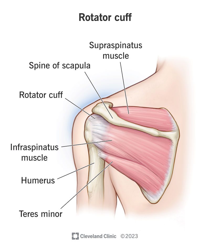 1 Illustration of shoulder anatomy showing the rotator cuff muscles and humeral head